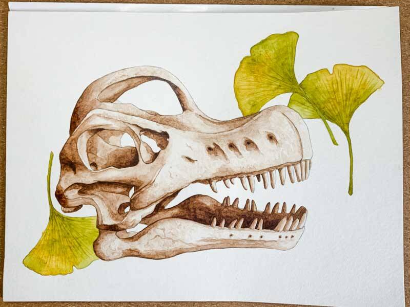 Dinoschädel Brachiosaurus Ginkgo 04