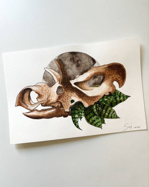 Medusaceratops mit Bogenhanf • Original