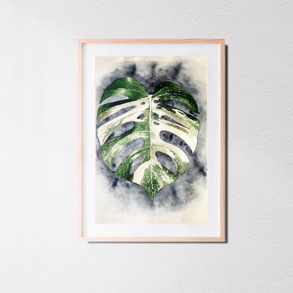 Monstera variegata • Original