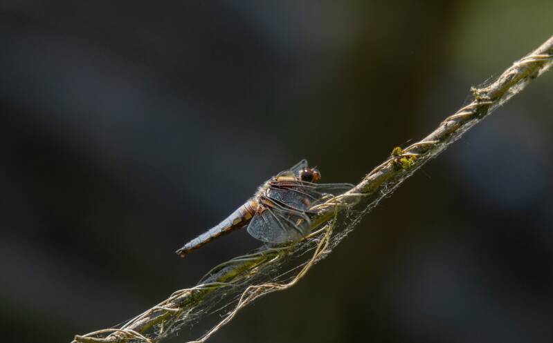 3b7a8035-standard.jpg
