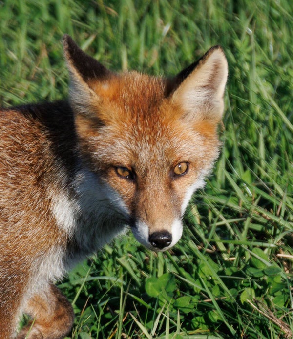 Renard1