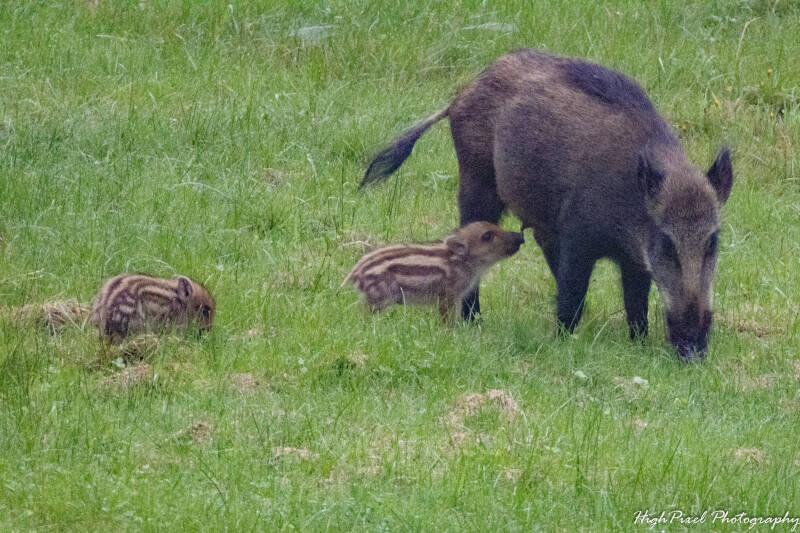 sanglier-img_2263-standard.jpg