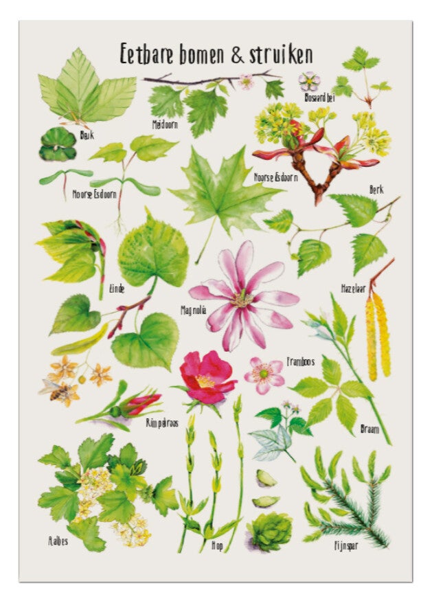 Postkaart "Eetbare bomen & struiken"