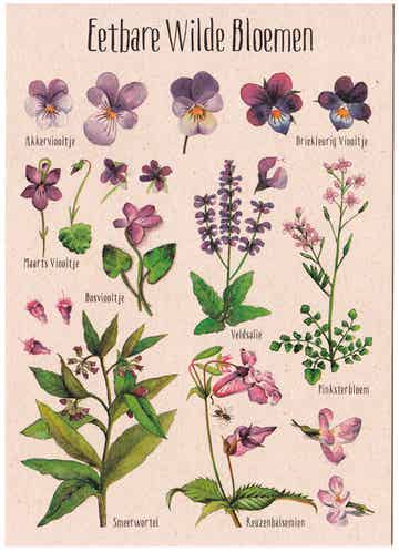Postkaart "Eetbare Wilde Bloemen paars"