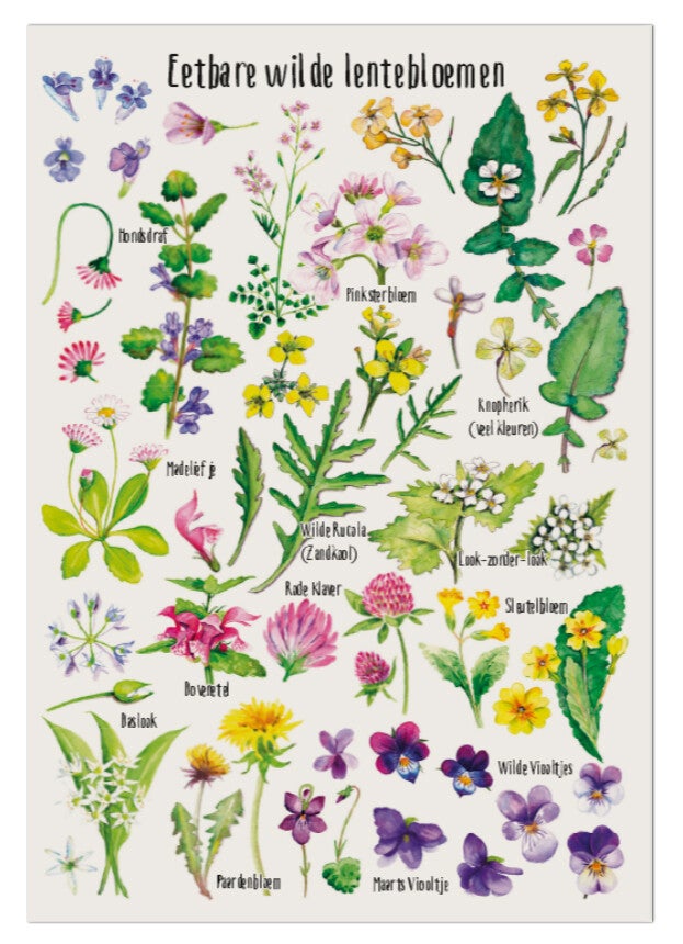 Postkaart "Eetbare wilde lentebloemen"