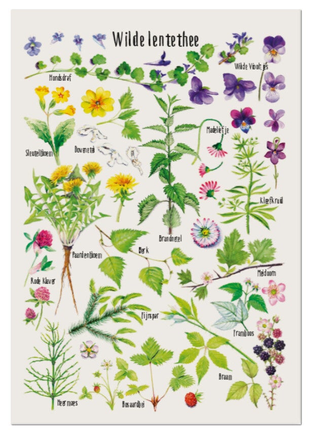 Postkaart "Wilde lentethee"