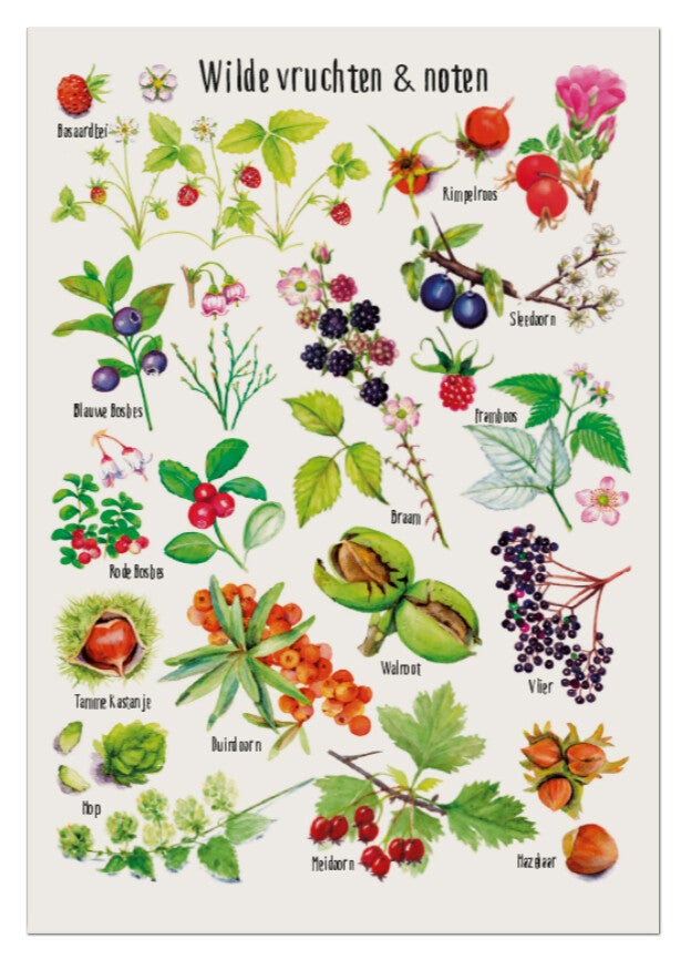 Postkaart "Wilde vruchten & noten"