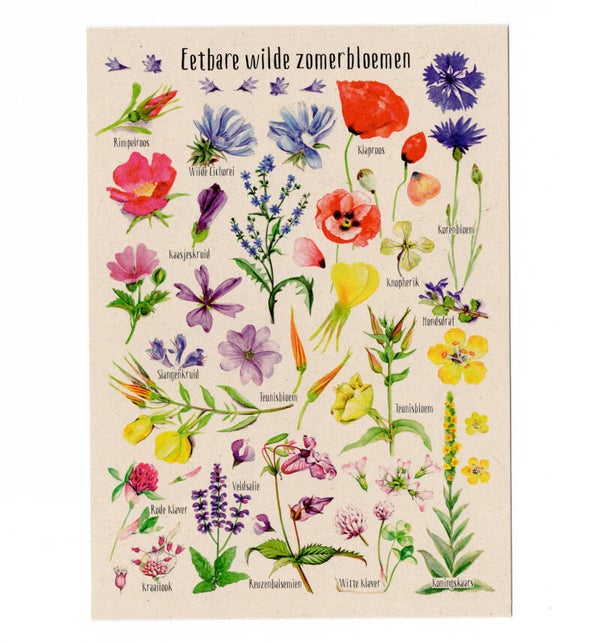 Postkaart "Eetbare wilde zomerbloemen"