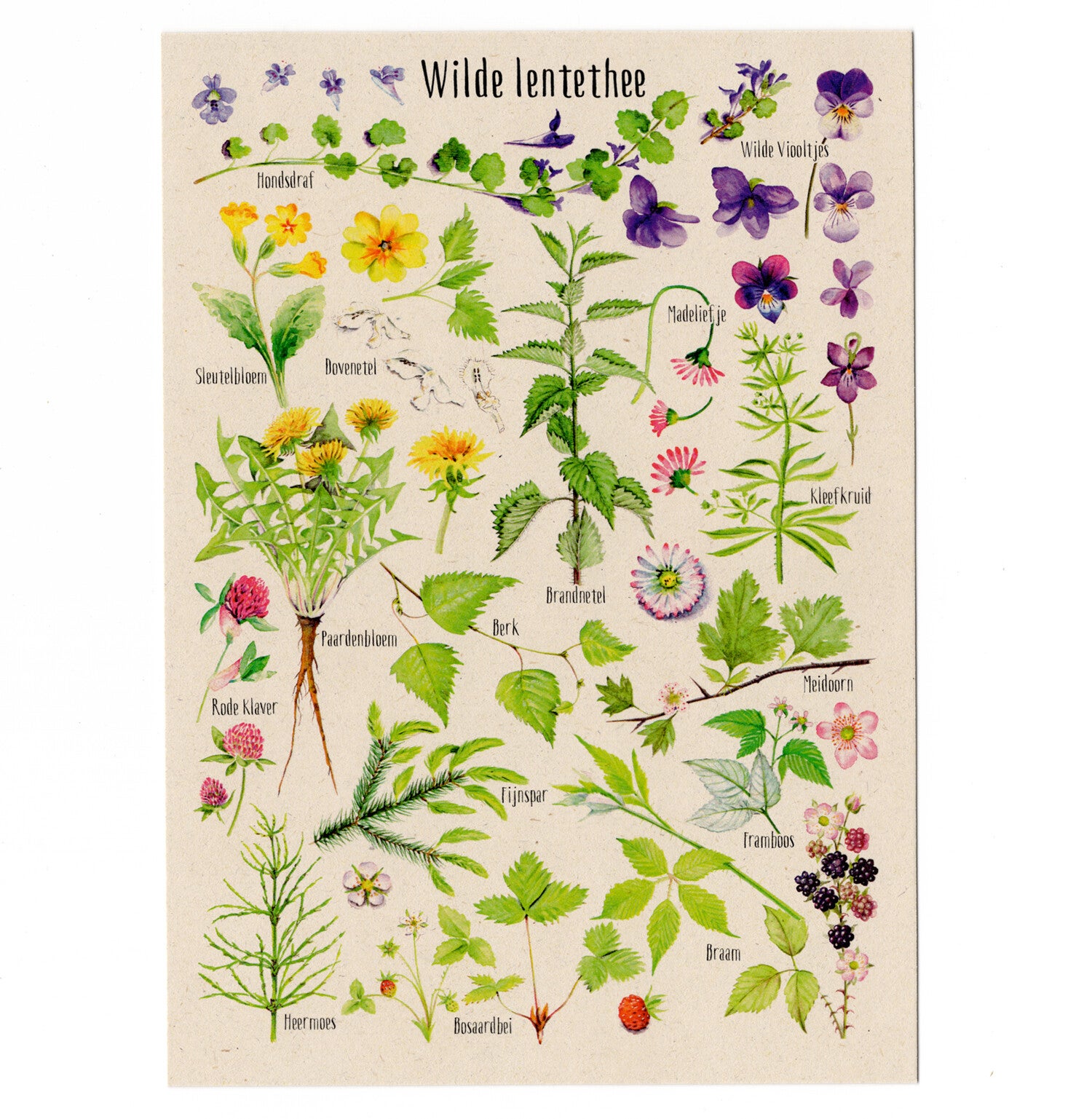 Postkaart "Wilde lentethee"