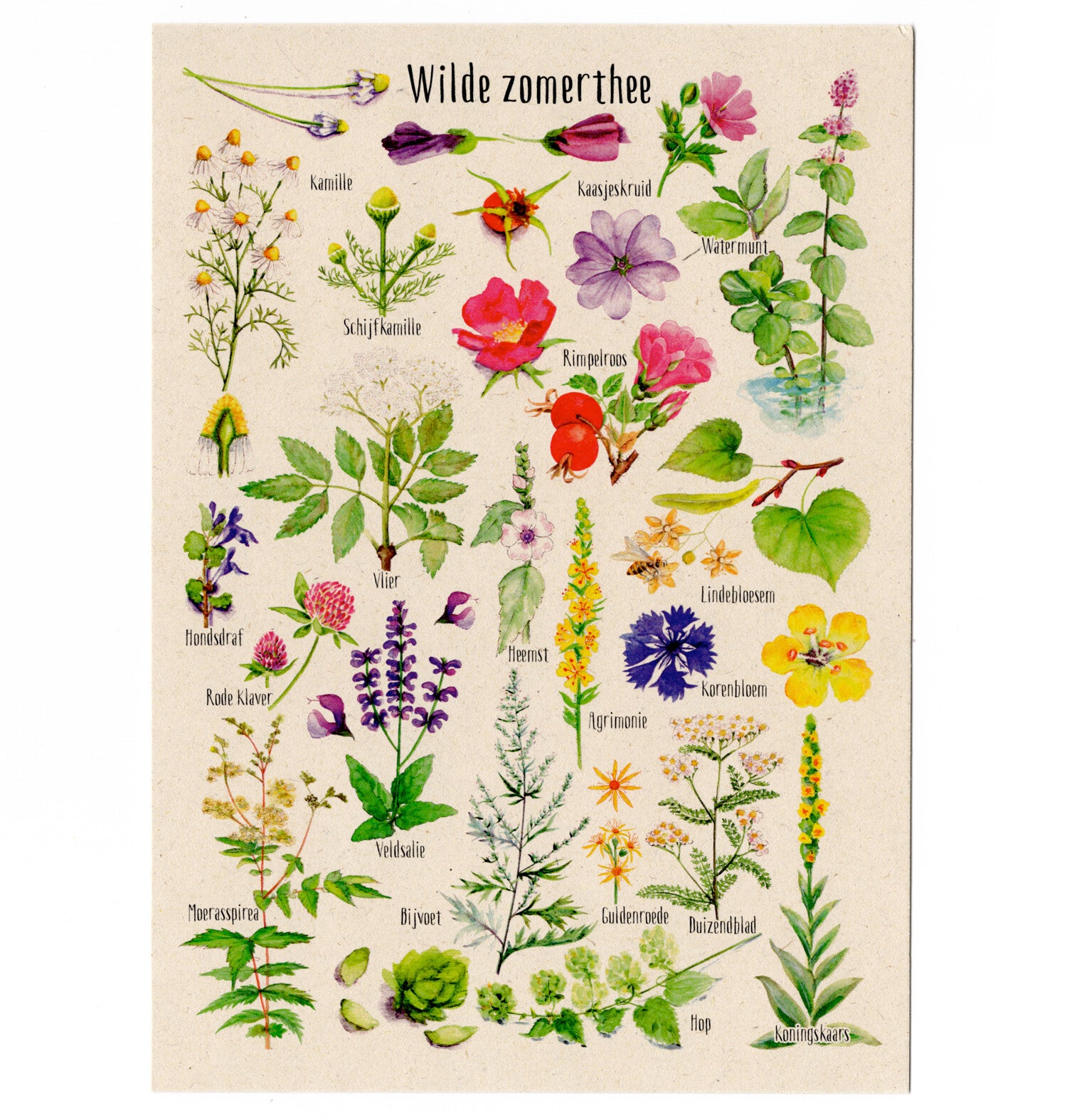 Postkaart "Wilde zomerthee"