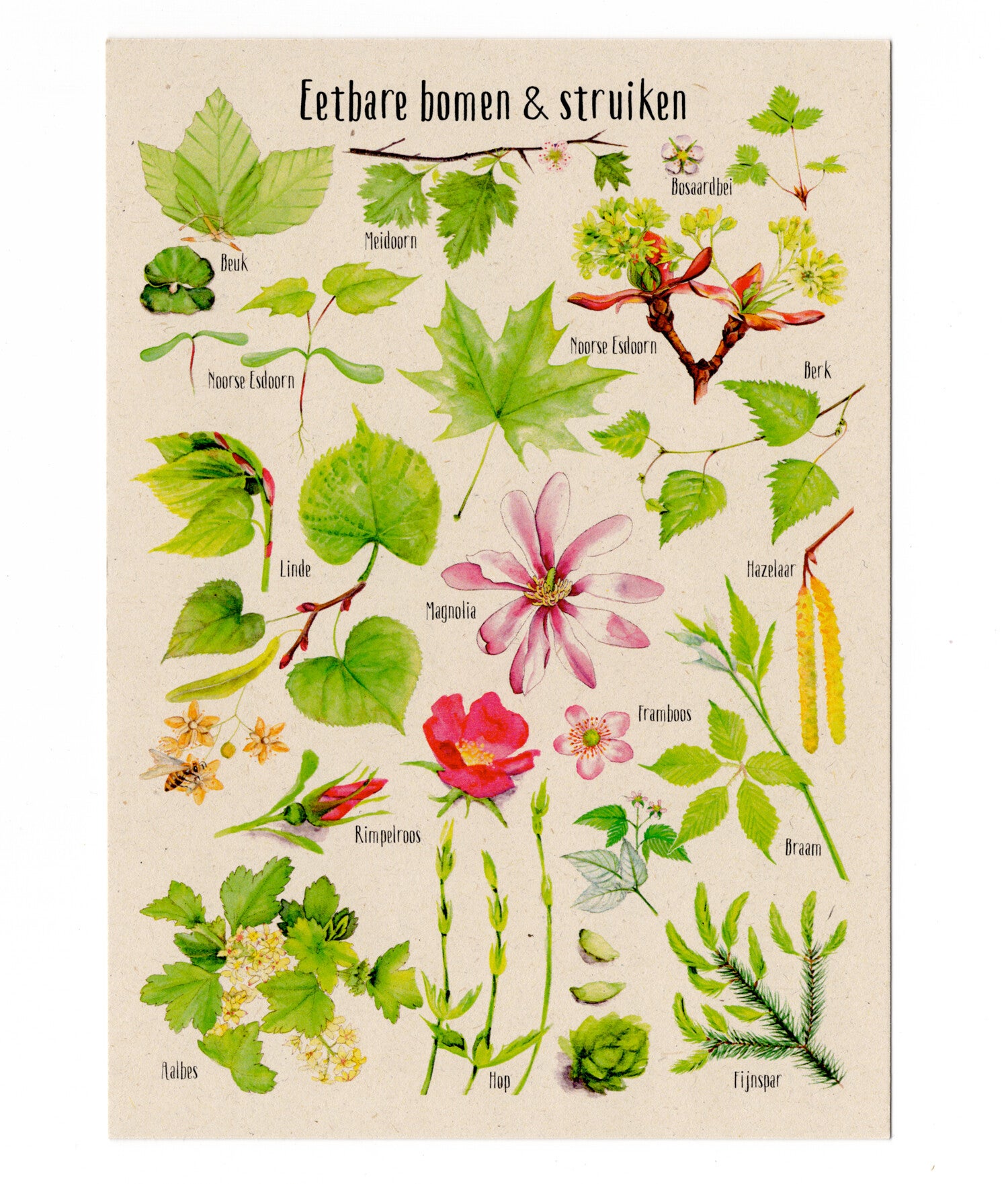 Postkaart "Eetbare bomen & struiken"