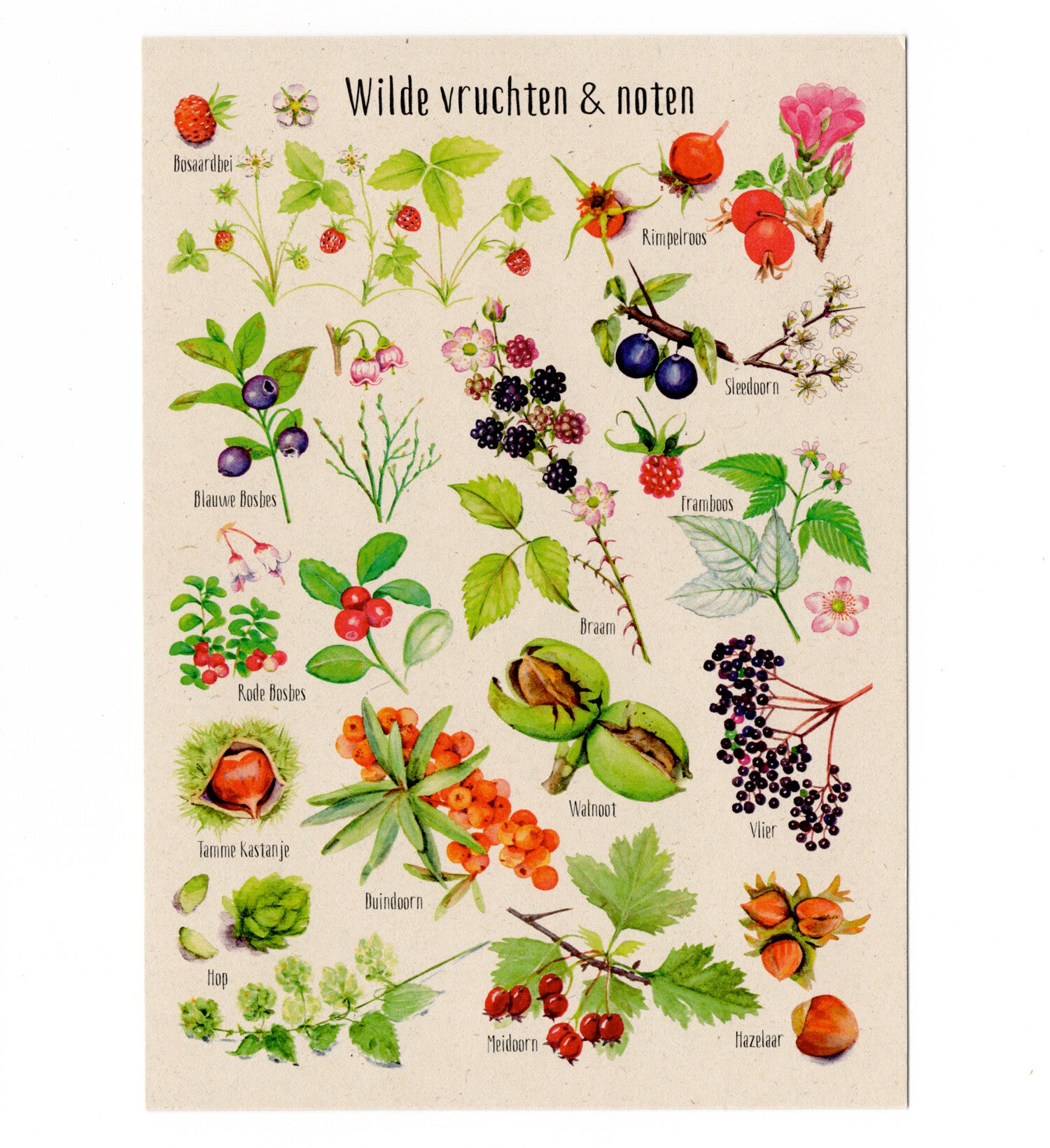 Postkaart "Wilde vruchten & noten"