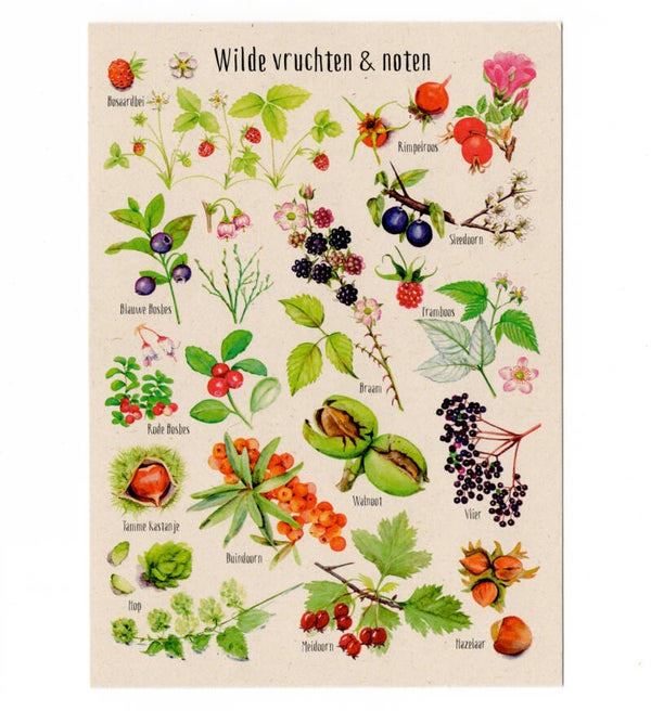 Postkaart "Wilde vruchten & noten"