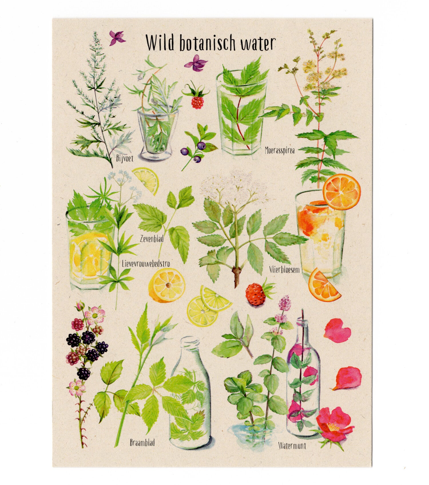 Postkaart "Wild botanisch water"