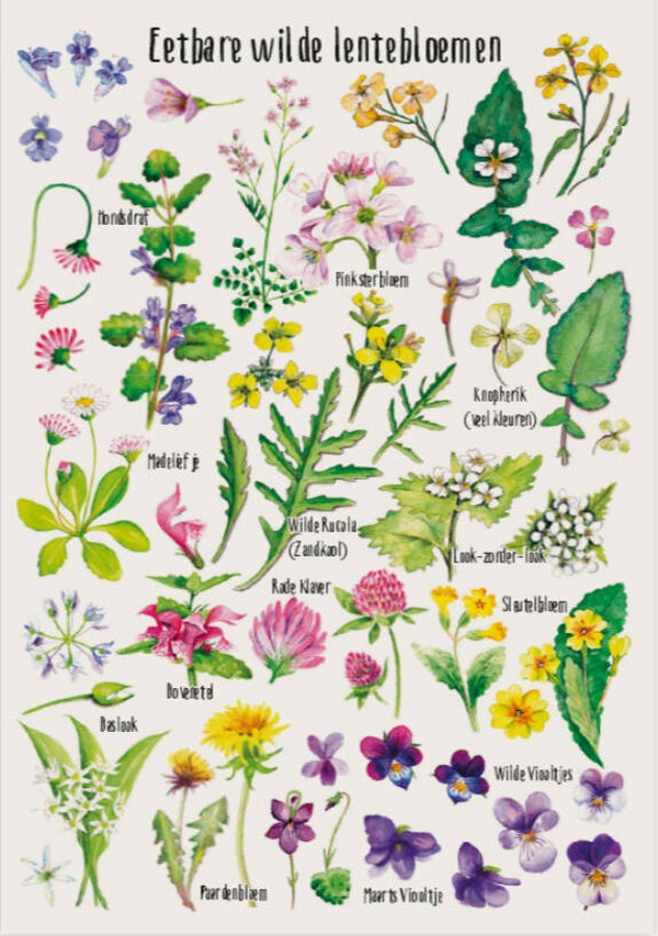 Postkaart "Wilde zomerthee"