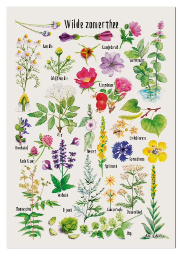 Postkaart "Wilde zomerthee"