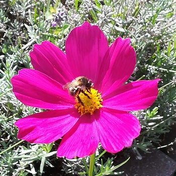 Bloemen