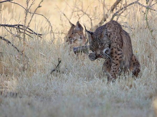 hide del lince iberico