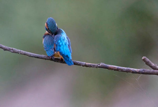 hide martin pescador