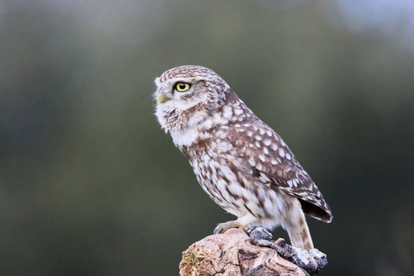 mas hides disponebles