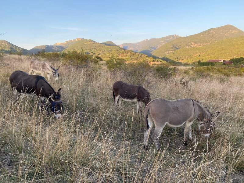 Onze Ezelvriendjes naast het huis