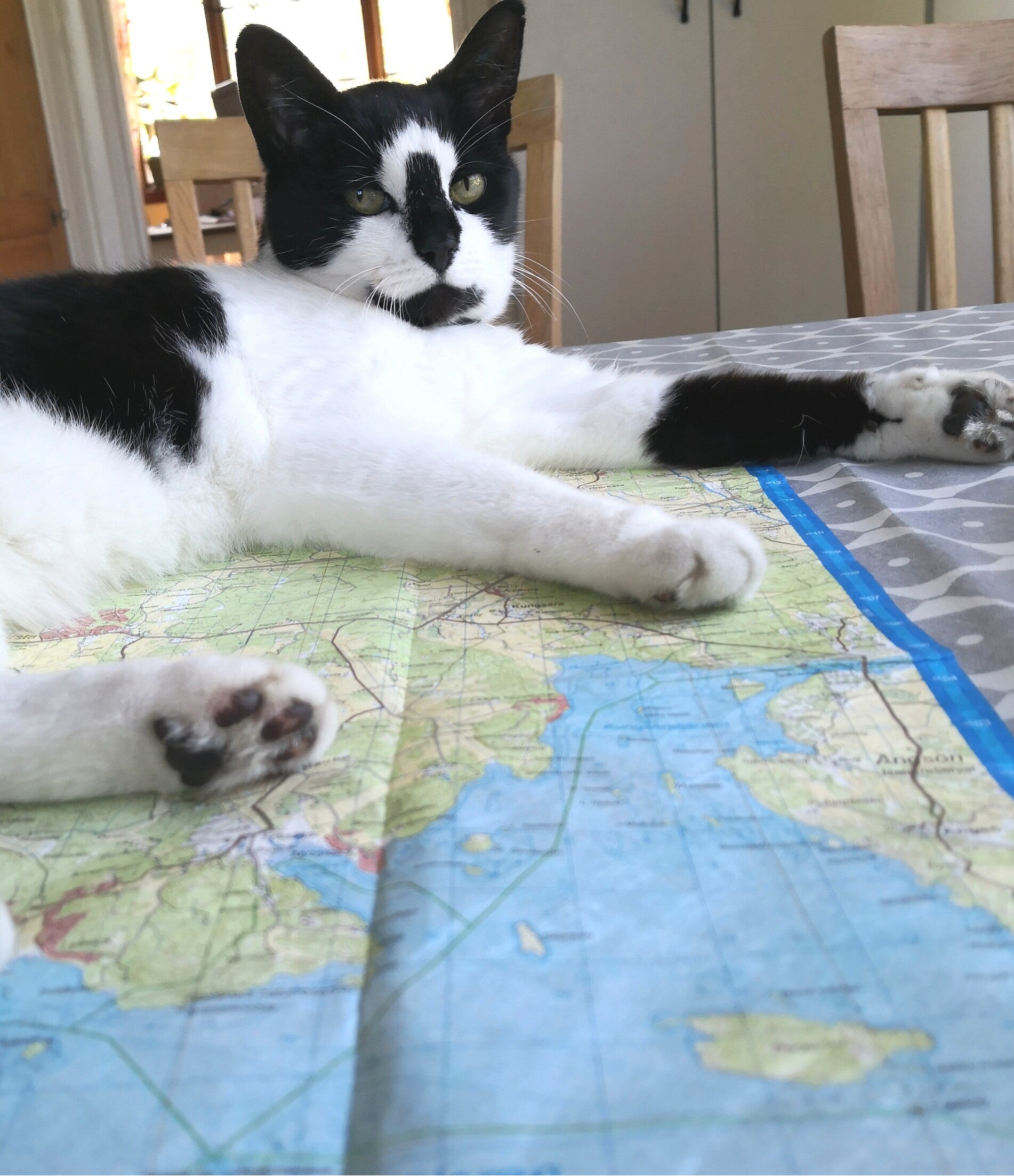 sovande katt på en karta