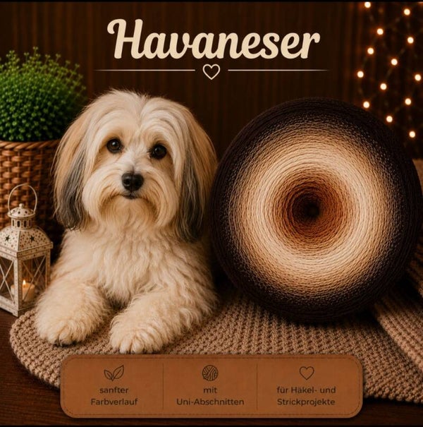 Bobbel Havaneser