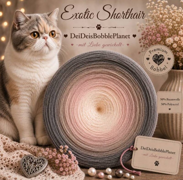 Bobbel Exotic Shorthair