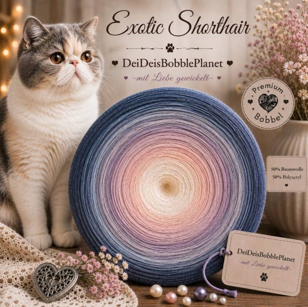 Bobbel Exotic Shorthair