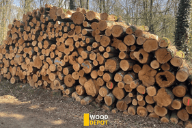 berken stamhout 3 meter stammen