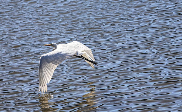 Great Heron in Flight
