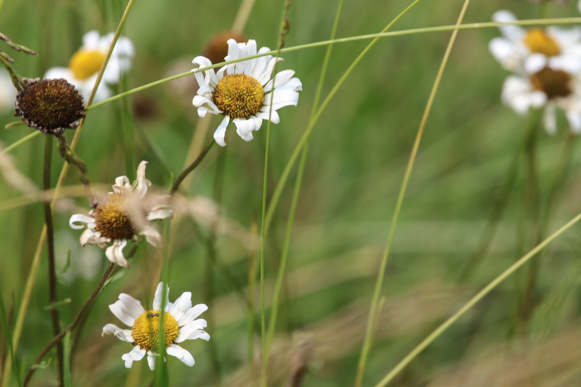 Wild Daisy