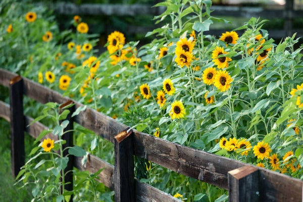 Sunflower Fence
