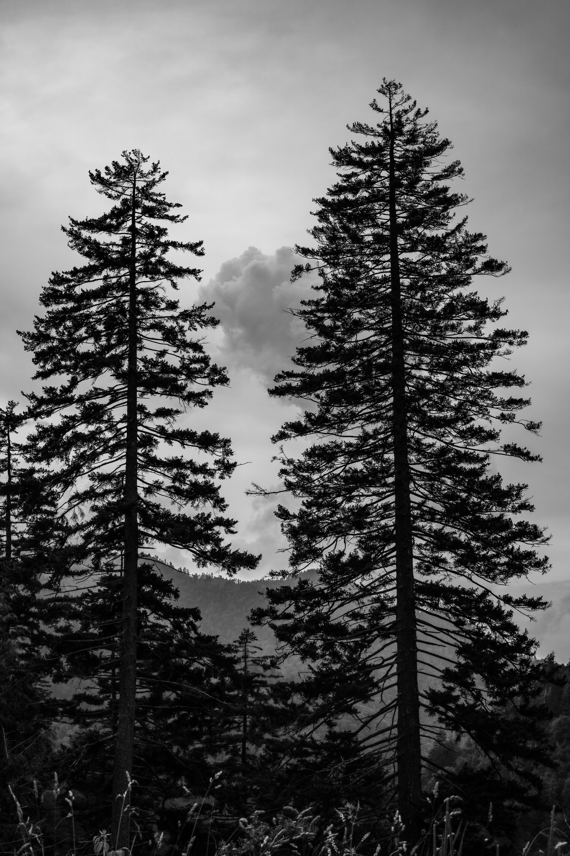 Mountain Pines