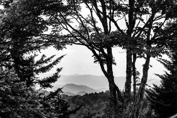 Mountains through the Trees