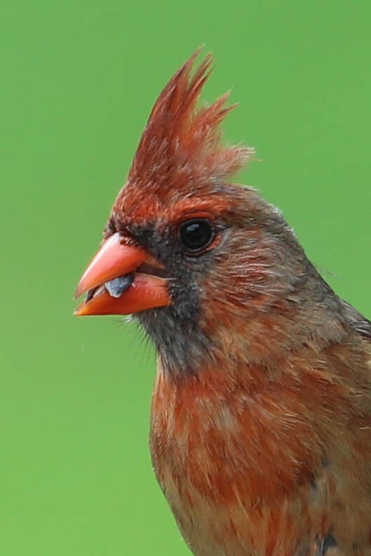 Cardinals Face