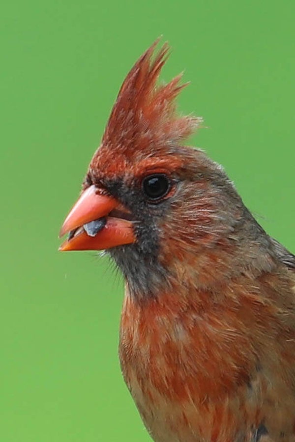Cardinals Face