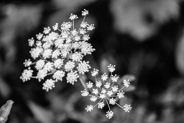 Queen Annes Lace