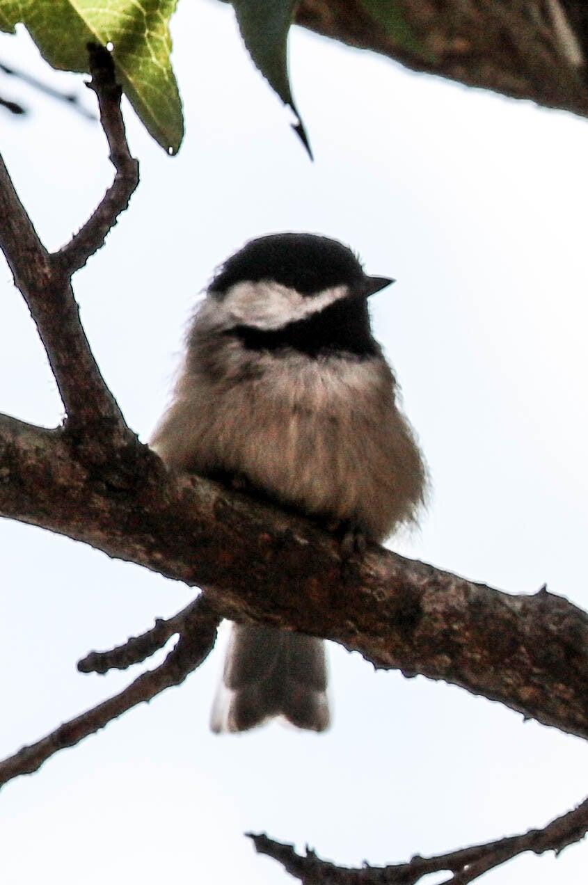 My little Chickadee