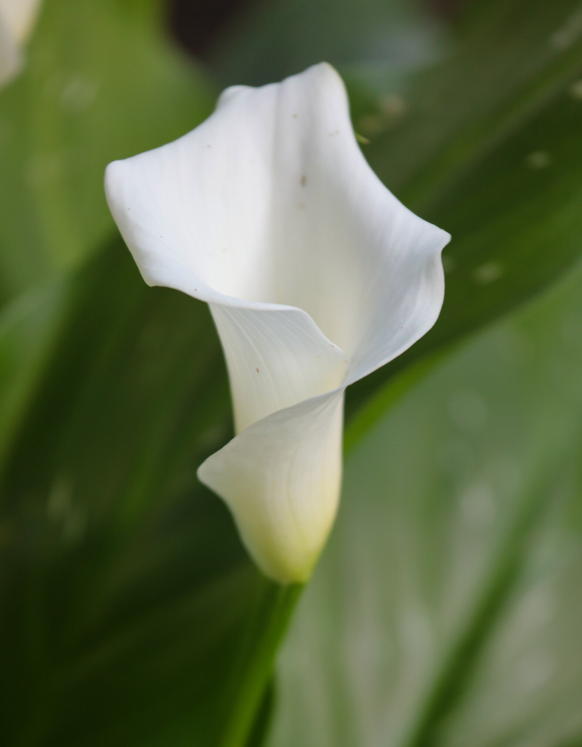 Single Calla Lily