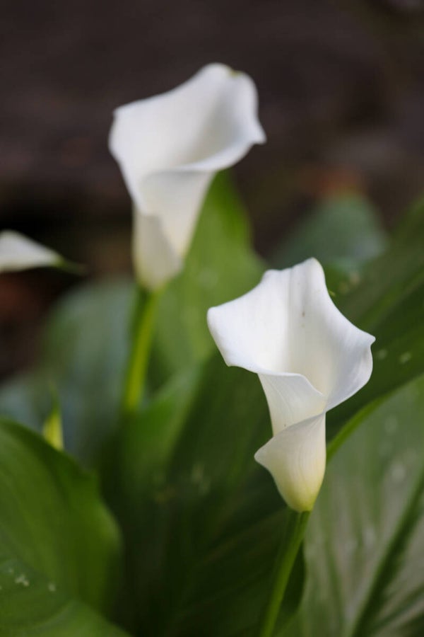 Double Calla Lily