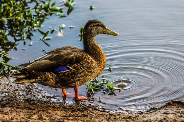 Female Mallard