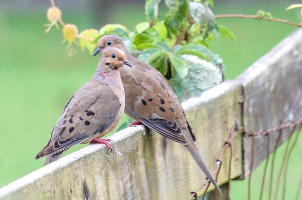 Doves Gossip