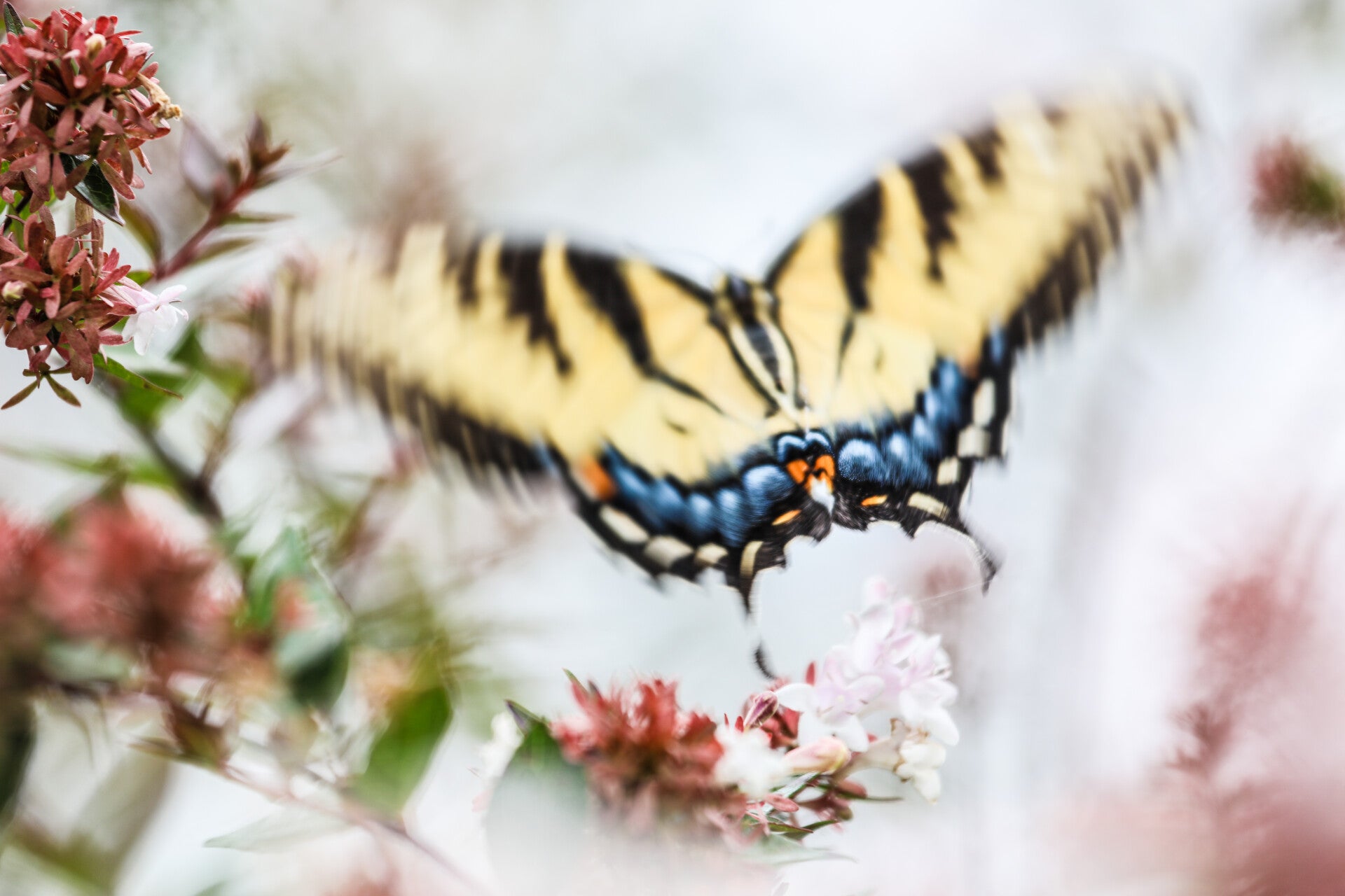 Yellow Butterfly
