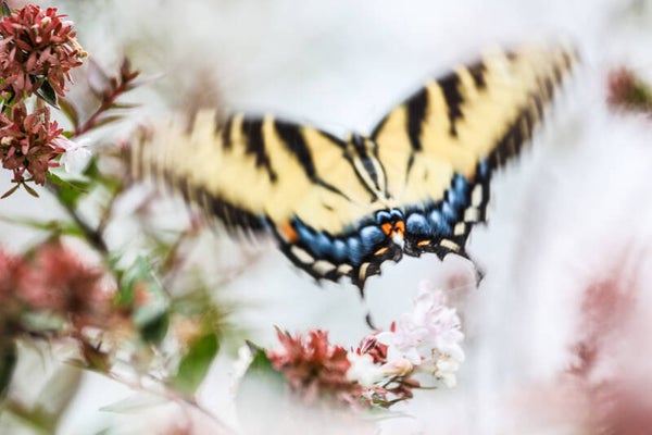 Yellow Butterfly