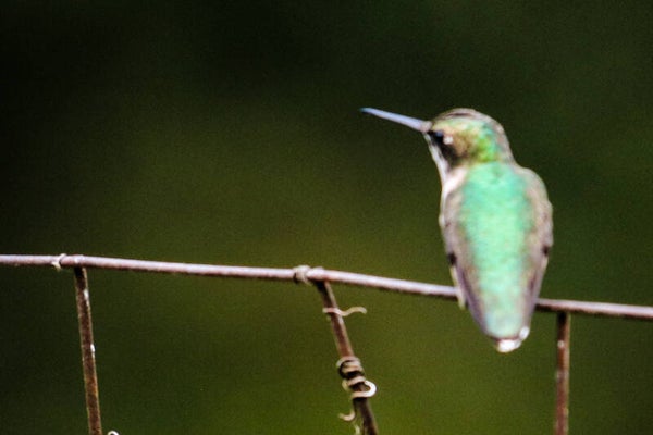 Hummin Bird Back view