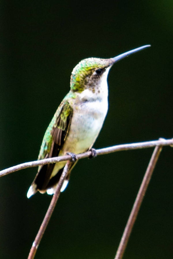 Hummingbird Poser