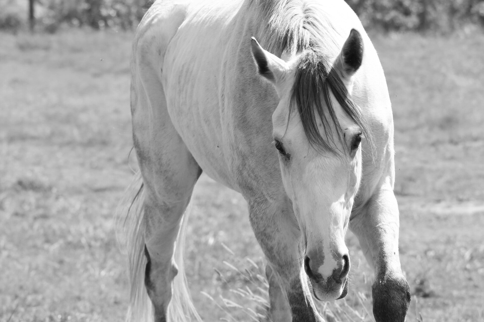 White Horse Body