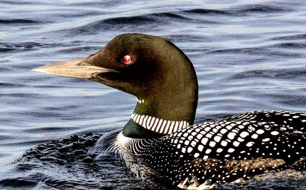 Common Loon