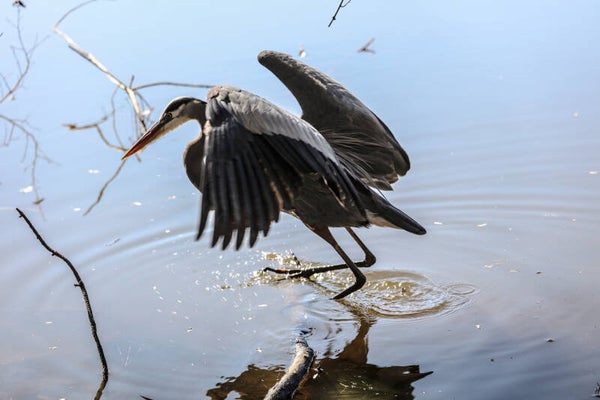 Blue Heron wings up